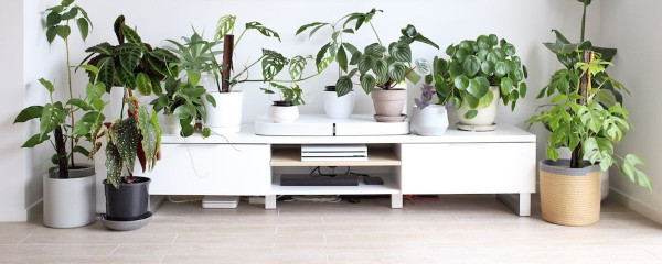 urban-jungle-muitos-vasos-com-plantas-decoração-sala-de-estar