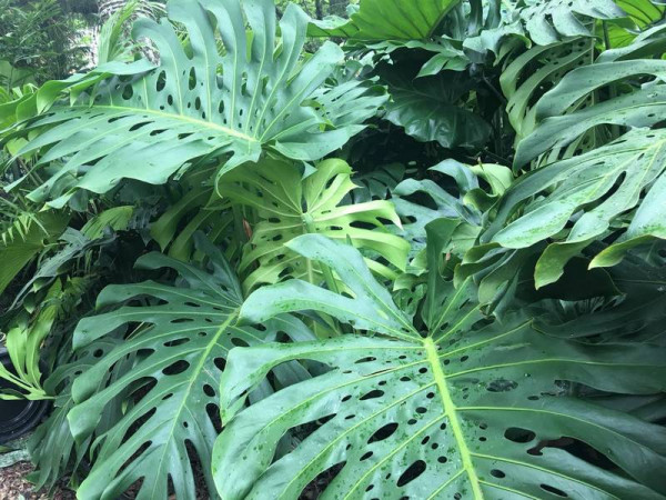 plantas-vasos-urban-jungle-costela-de-adão