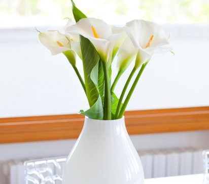 copo-de-leite-flor-branca-vaso-decoracao-cuidados-cultivo