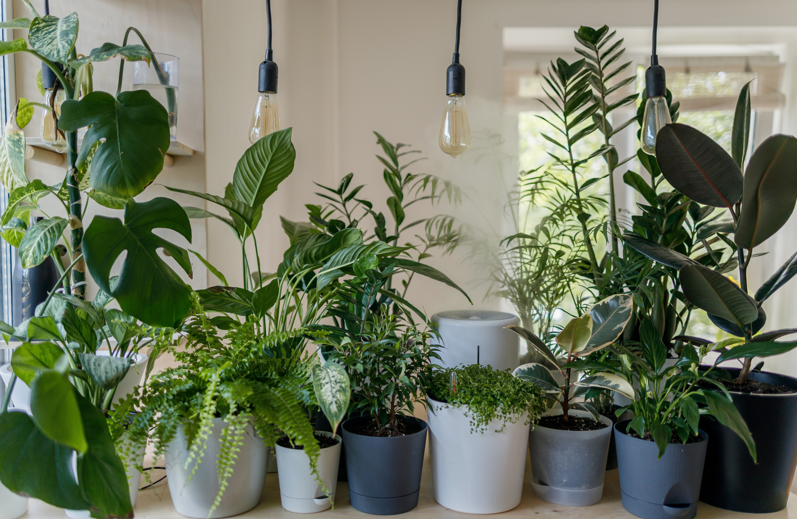 plantas-dentro-de-casa