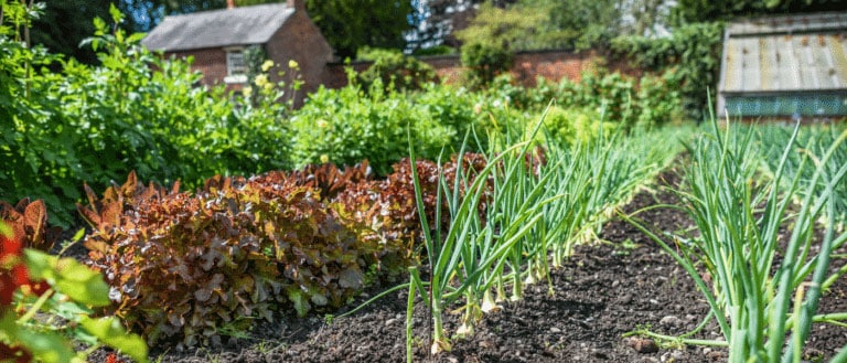 4 dicas praticas para montar uma horta em casa 768x329 1